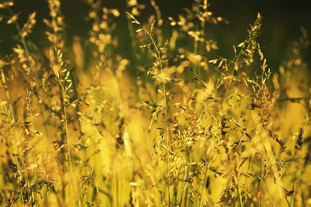 Трава и солнце. Гармония природы