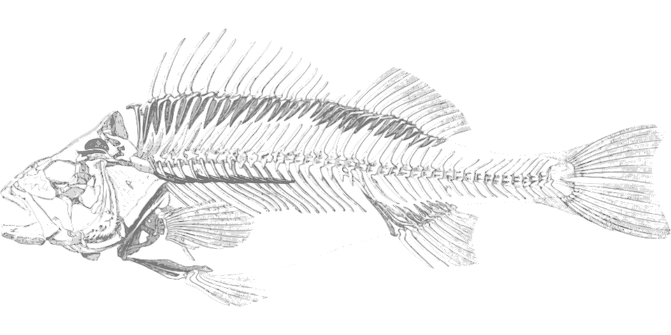 скелет рыбы